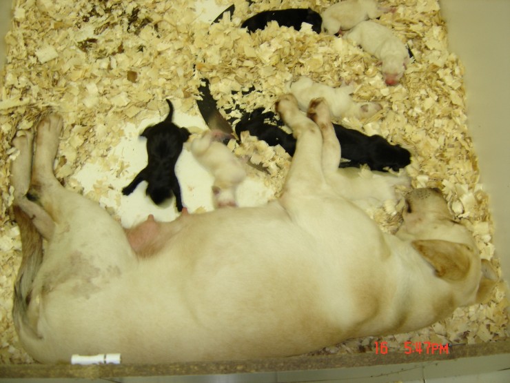 Roo's 04 Pups5.JPG